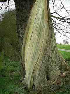 Tree with striped down bark