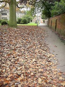 Path with many leaves
