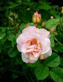 A rose flower with a rose bud behind it