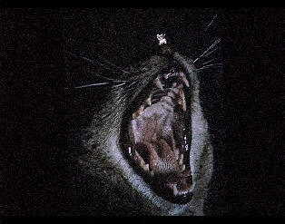 Photo of a cat yawning with a tiny mouse on its nose