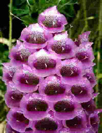 Foxglove flowers 