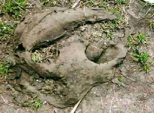 A cow pat which resembles an Alien face