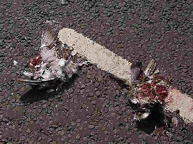 two dead birds in road