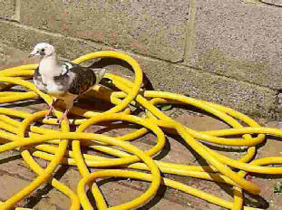 Pigeon sitting on yellow hose pipe