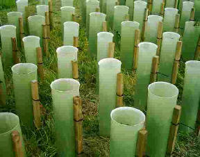 Photo of many tree stakes set in the ground