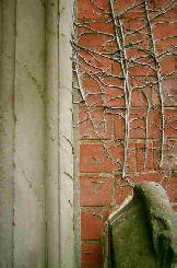 Photo of old door showing where Ivy once climbed