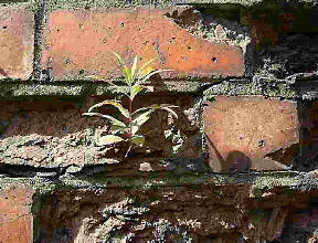 Plant growing in wall
