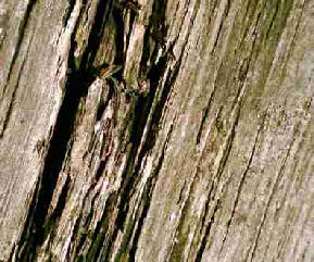 Grain in old wood looking like rain coming down