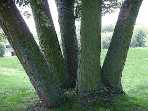 Five trees growing close together