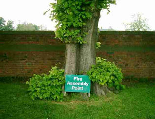 A lime tree. At base is notice ,fire assembly point
