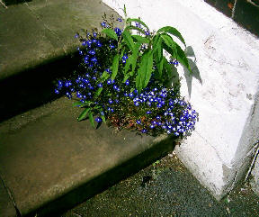 Pretty flower growing on some steps