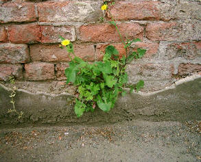 Brick wall with a flower growing in it