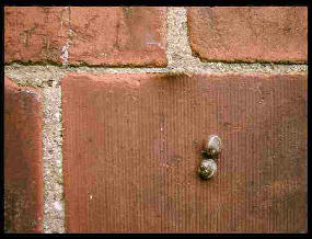 Two tiny snails on a brick wall