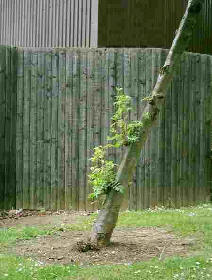 Vertical fences with a tree growing up at an angle