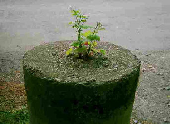 A round concrete pillar with a wild flower growing out the top