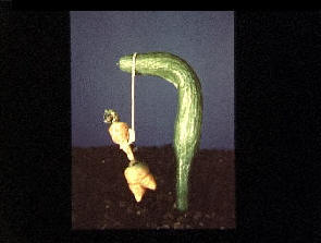 A carrot hanging from a Gibbet made from a bent cucumber