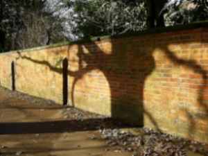 shadow of Oak tree