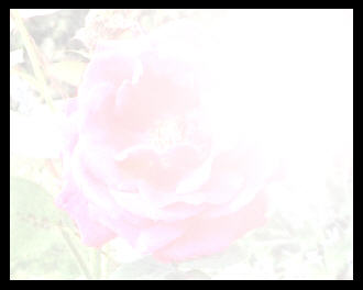 Over exposed photo of a rose