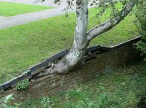 Tree growing out of wall