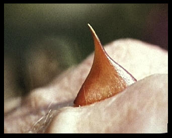 A man's hand with a large thorn growing out of it