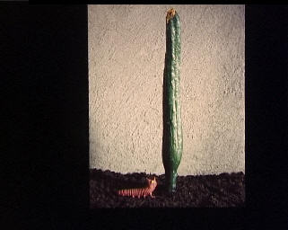 A tall cucumber with a little animal looking up at it